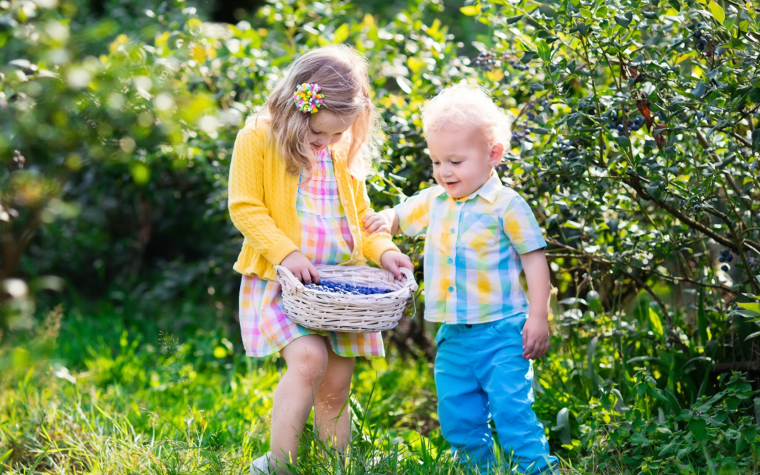 homeschool kids picking blueberries