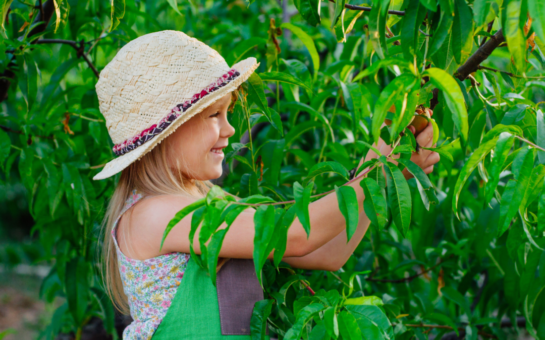 girl picking peaches