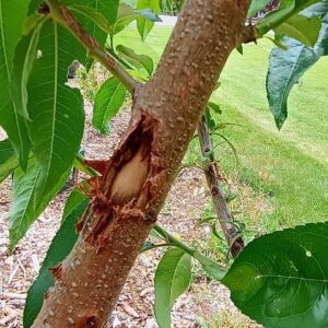 peach tree stem with hail damage