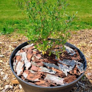 Potted Blueberry Bush