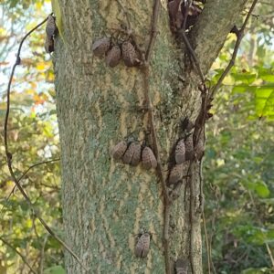 tree of heaven and lantern flies