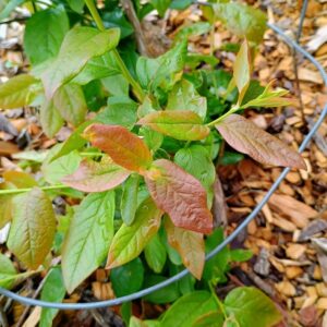 Reddening blueberry leaves from chlorosis